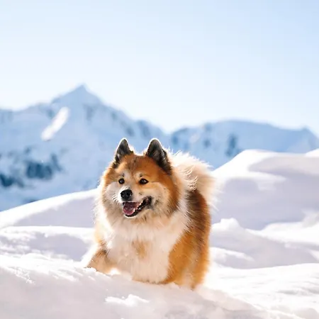 Alpinlodges 4* Kühtai