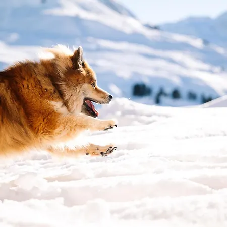 Alpinlodges